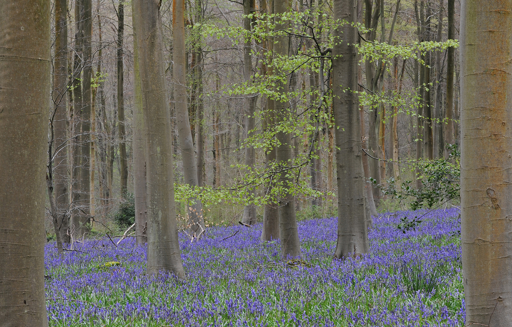 West Woods  Wiltshire Bluebell Wood 7